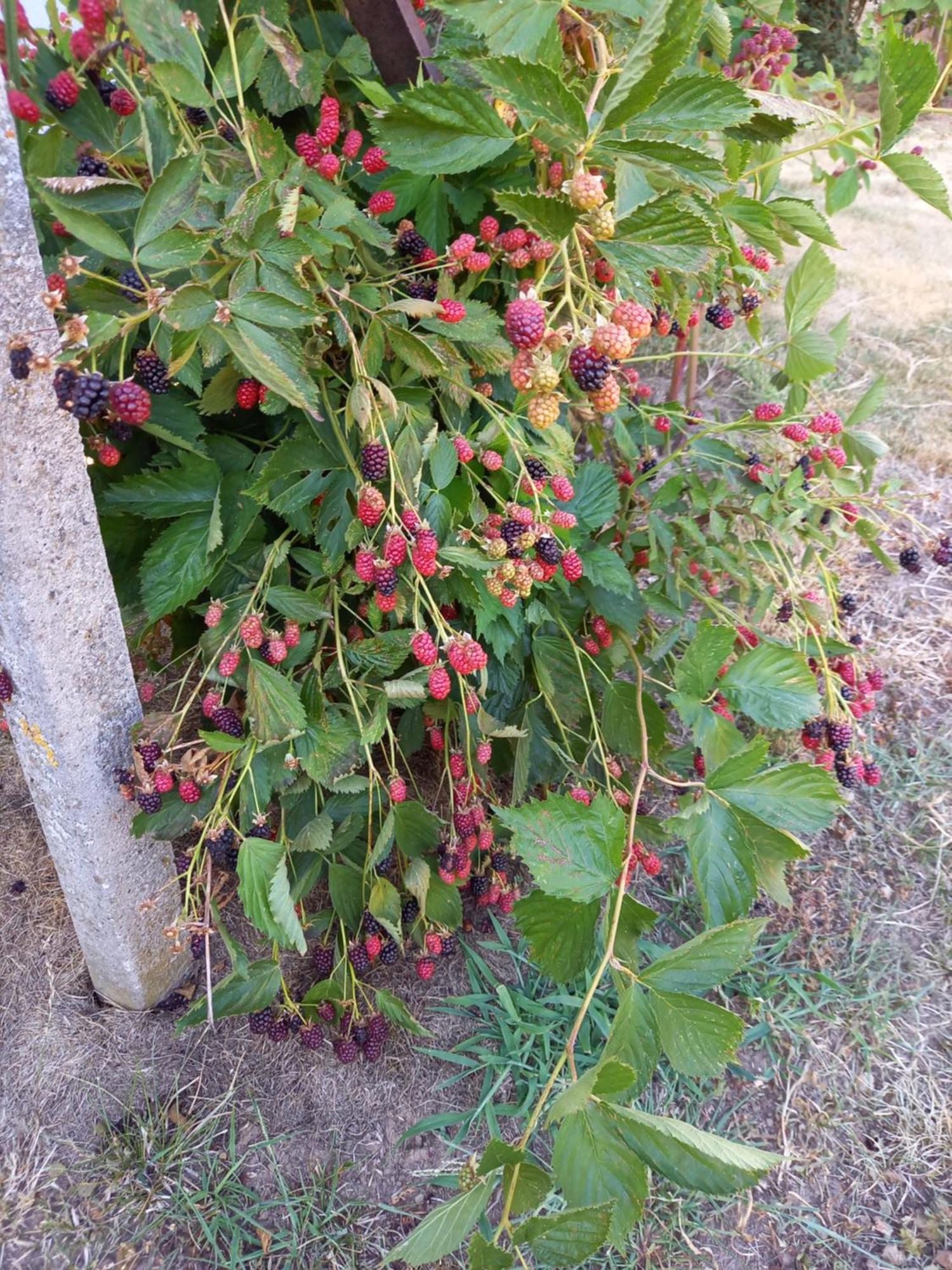 Appartamento Wickys Igelnest Malsch  Esterno foto
