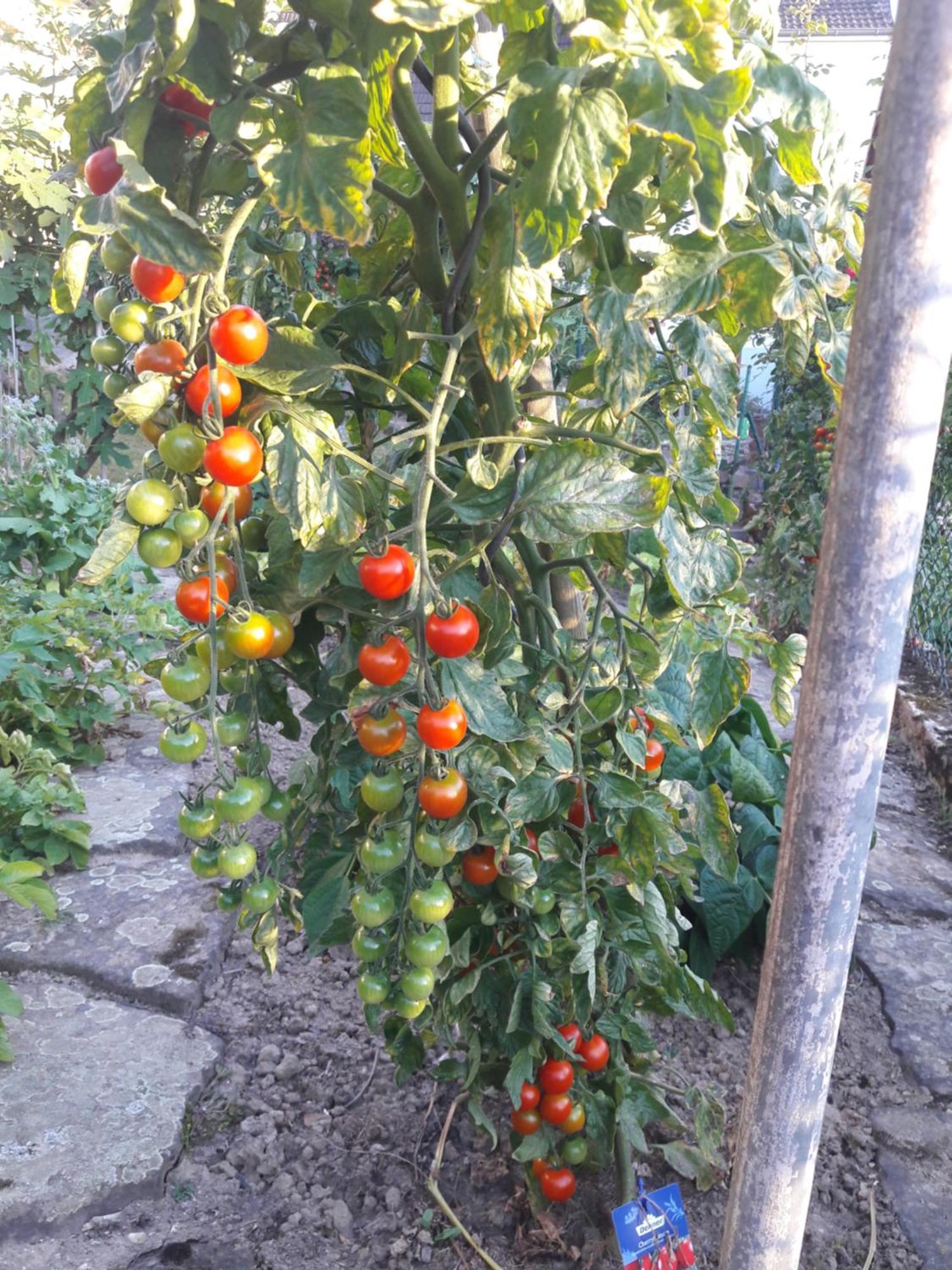 Appartamento Wickys Igelnest Malsch  Esterno foto
